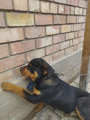 куплю собака: Ротвейлер, . Крепкий, мощный корпус, широкая голова, выраженный стоп — 3