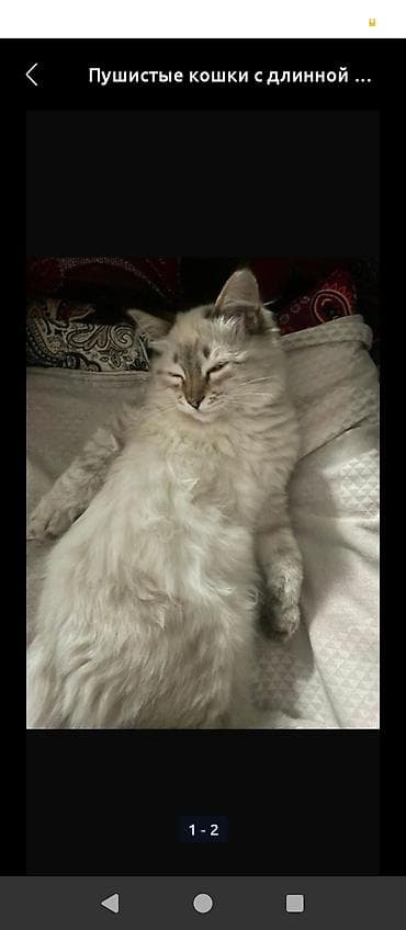 сколько стоит сибирская кошка котенок: Одам кошку даром девочка спокойной любит спать очень красивый🛐 — 3