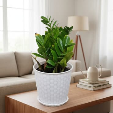 Распродажа цветов долларовое дерево в красивых горшках отлично at lalafo.kg Распродажа цветов долларовое дерево в красивых горшках отлично