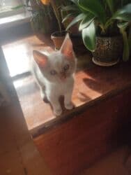 дом кошек: Очаровательный котёнок мальчик 2 месяца с розовыми ушками И хвостиком — 7