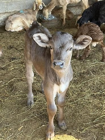 chi su: Продаю | Музоо, торпок | На откорм — 1