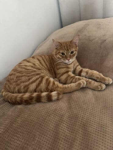 шотландская коричневая кошка: Кошка даром: Беспородная, 10 месяцев, Мальчик, Приучена к лотку — 1