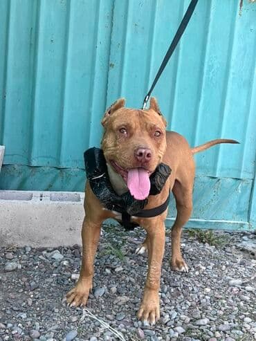 корм для домашних животных: Питбуль, 2 года, Самец, С прививкой — 4