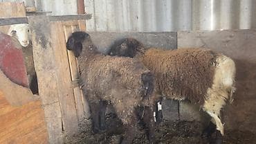 голуби животное: Продаю | Овца (самка), Ягненок | Полукровка | На забой, Для разведения, Для шерсти — 3