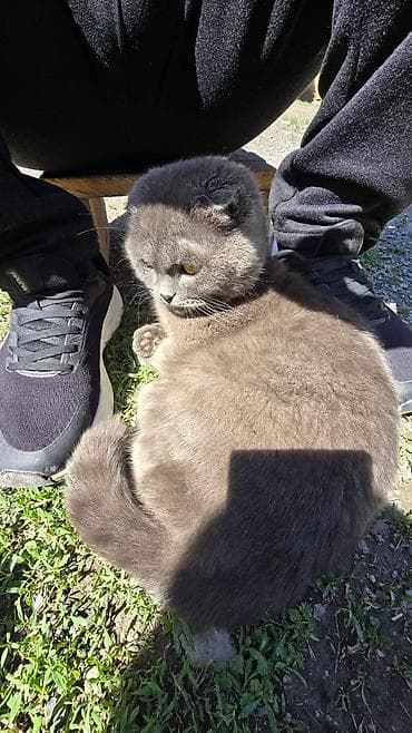 Шотландская вислоухий кот. Сам ухаживал сам смотрел, к лотку приучен