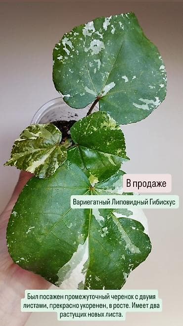 В продаже ❇️ Вариегатный Липовидный Гибискус (укоренен из