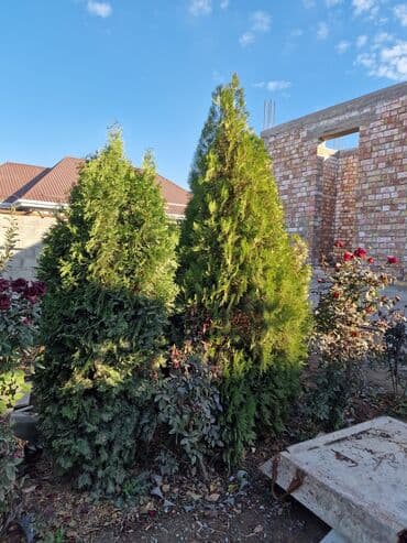 Садовые инструменты и инвентарь: Туя для озеленения участка - Порода: туя (вероятно западная — 1