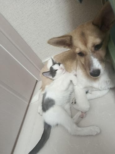 собаки кошки: Здравствуйте! 🙏 У нас есть 1 щенок (6 месяцев) и 2 котенка (4 месяца) — 5