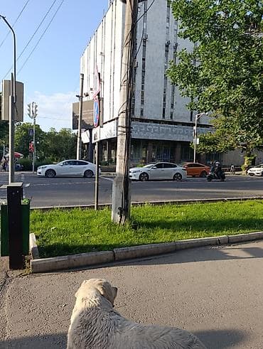 скотч терьер: Хозяйн найдись! на пересечении киевская-абдурахманова ходит абсолютно — 4