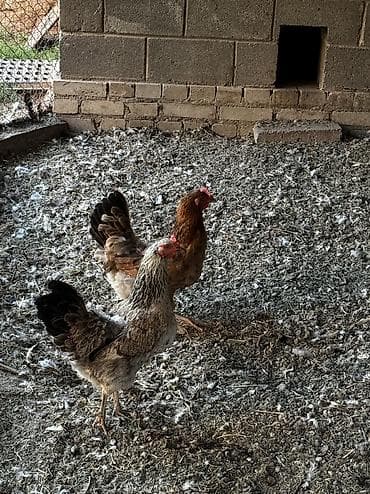 кремация животных бишкек: Продаю | Куры | Домашняя | Несушки — 3
