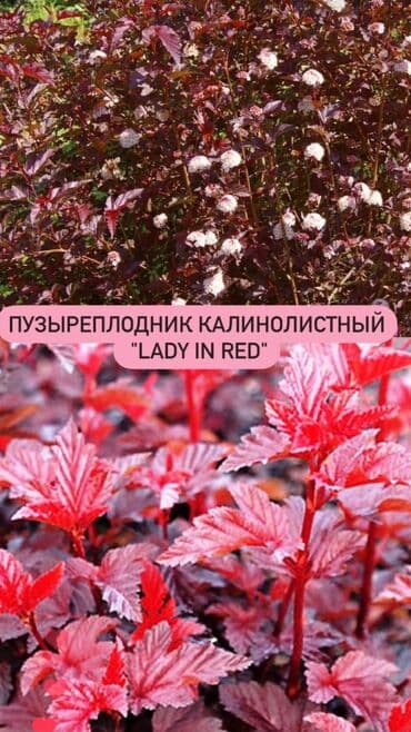 дерево орех купить: Огромный выбор кустарников! -Пузыреплодник -Айва японская - Вейгела - — 3