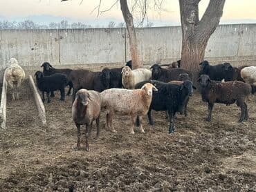 купить породистую кошку: Продаю | Овца (самка) | Для разведения | Матка — 2