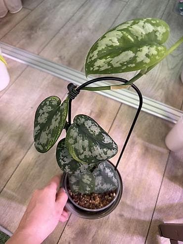 спатифиллум сенсация: Сциндапсус (Epipremnum/Scindapsus) вариегатный в горшке. Особенности — 6