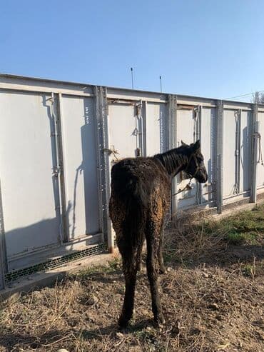 корм для домашних животных: Продаю | Жеребенок | Рабочий — 12