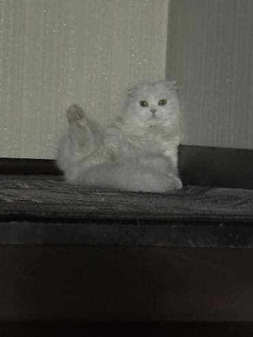 Скотиш Фолд (Шотландская вислоухая), 3 года, Девочка, Белый, Кастрирована, Приучена к лотку, Проглистована — 6