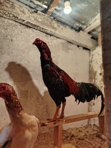 бенгальская кошка домашняя: Продоётся бойцовый докан одноглазый нету правого глазапо прозвище — 1