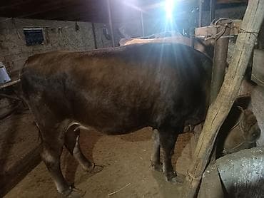 ленточные гуси купить: Продаю | Корова (самка) | На забой — 3