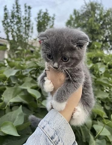кошка вислоухая серая: Скотиш фолд 2 месяцев с прививками (С Документами) Шотландские — 2