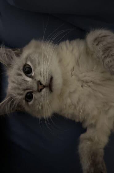 отдам котят в добрые руки: 4 месяца, Мальчик, Приучена к лотку, Проглистована, С прививками — 3