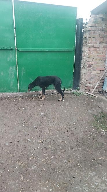 иттер алабай: Тайган, 6 месяцев, Самец, С родословной — 2