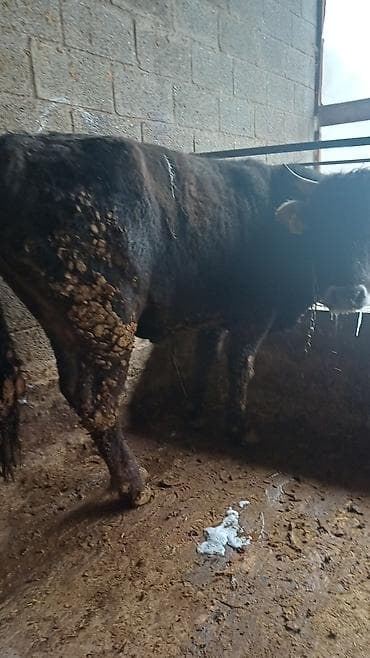 каровы кара балта: Продаю | Бык (самец) | Алатауская | На откорм | Искусственник — 2