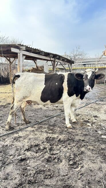 Продаю | Корова (самка) | Симментальская | Для разведения | Не стельные
