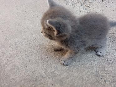 black cat: 4 котёнка и мама маме полтора года котенкам месяц отдам в хорошие руки — 3