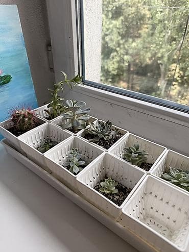 Кактусы: Готовая композиция из суккулентов - Набор из 9 квадратных кашпо + — 1