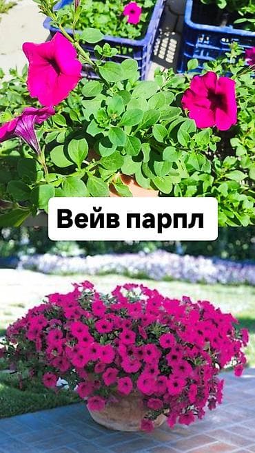 морская капуста купить: Самовывоз — 8