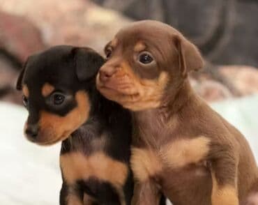 чау чау щенок цена: Продаю мини щенков есть самец и самка домашнее среднего роста очень — 1