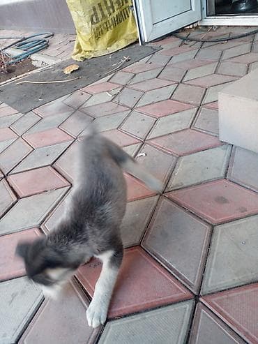 хаски собака: Хаски, 2 месяца, Самец, С прививкой — 4