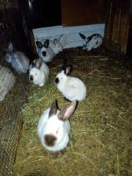 дом кошек: Сатам | Эркек коен — 1