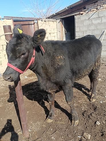 на племя: Продаю | Тёлка | Шароле, Абердин-ангус | На откорм, Для разведения, Для молока | Племенные, Не стельные, Искусственник — 1