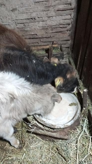 порода голштин: Продаю | Тёлка | На откорм — 9