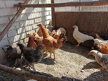 перья птиц: Продаю пяти месячных Цаплята — 3