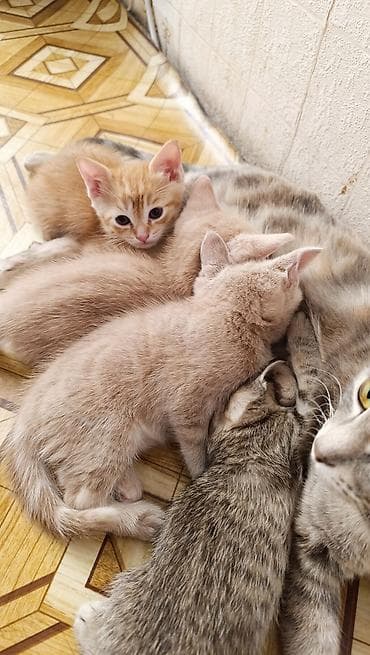 Продажа кошек: Котята от домашней кошки - Окрас: рыжий, кремовый/бежевый, серый и — 1