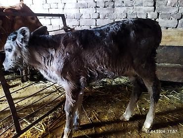 каровы садовое: Продаю | Музоо, торпок | На откорм | Искусственник — 4