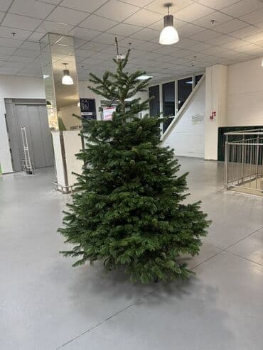 саженцы хвойных пород: Живая новогодняя ель (срезанная) - Пышная крона с густыми мягкими — 2