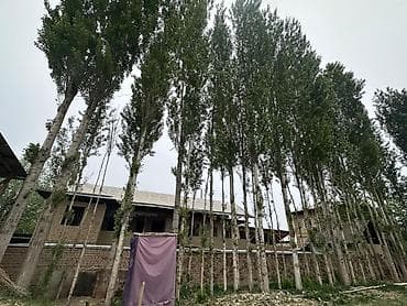 Продажа взрослых тополей (рядовые посадки вдоль участка) - Порода