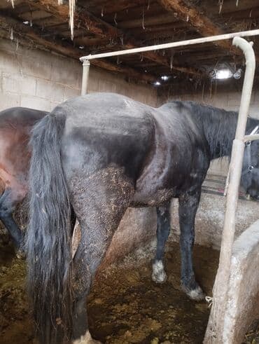 Жылкылар, аттар: Сатам | Байтал | Көбөйтүү үчүн — 6