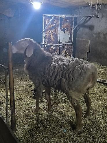 Баран, овца: Продаю | Овца (самка) | Эдильбаевская | Для разведения | Племенные — 2