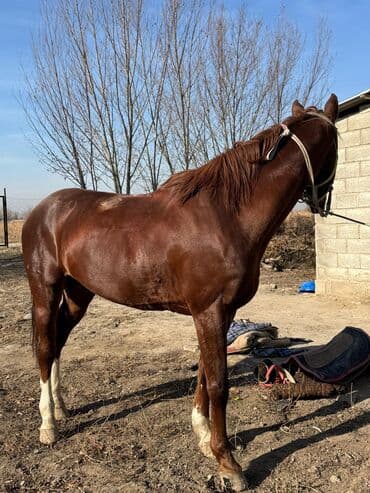 сколько стоит немецкая овчарка в бишкеке: Продаю | Жеребец | Конный спорт — 3