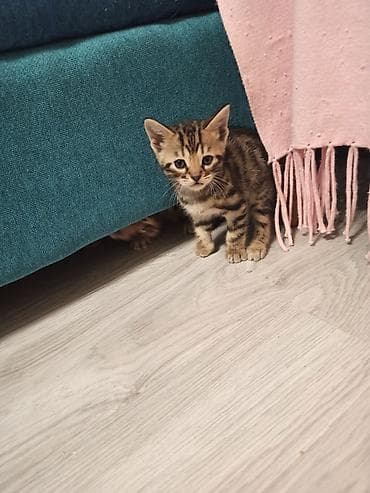 тигровые котята: Леопардовые Котята от мамы-бенгалки. Помись! Котятам 1 месяц. Родились — 6