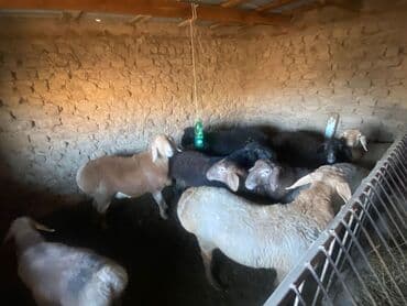 сколько стоит корова дойная: Продаю | Баран (самец) — 7