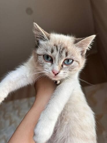 в добрые руки кошки: 4 месяца, Девочка, Приучена к лотку — 2