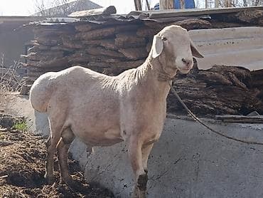 Үй жаныбарлары үчүн товарлар: Сатам | Кочкор (эркек) | Арашан | Көбөйтүү үчүн | Асыл тукумдуу — 1