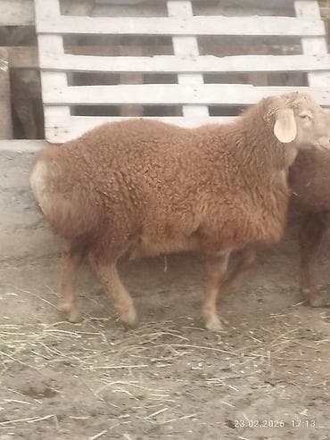 Аквариумдар: Сатам | Козу, Кочкор (эркек) | Арашан | Көбөйтүү үчүн | Асыл тукумдуу, Жасалма жол менен боозутуу — 2