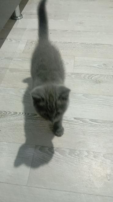 кошки на обувь: Шотландские котята скоттиш серого окраса, осталось 1 катенок - — 3