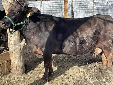 Лошади, кони: Продаю | Корова (самка) | Для молока | Привязанные — 3