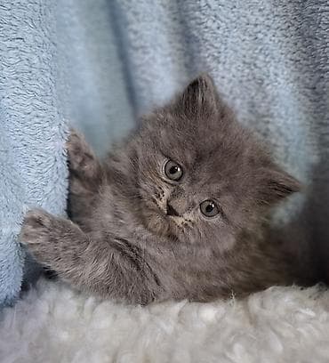 scottish fold: Скотиш Страйт (Шотландская прямоухая), 2 месяца, Мальчик, Голубой, Приучена к лотку, Проглистована — 6